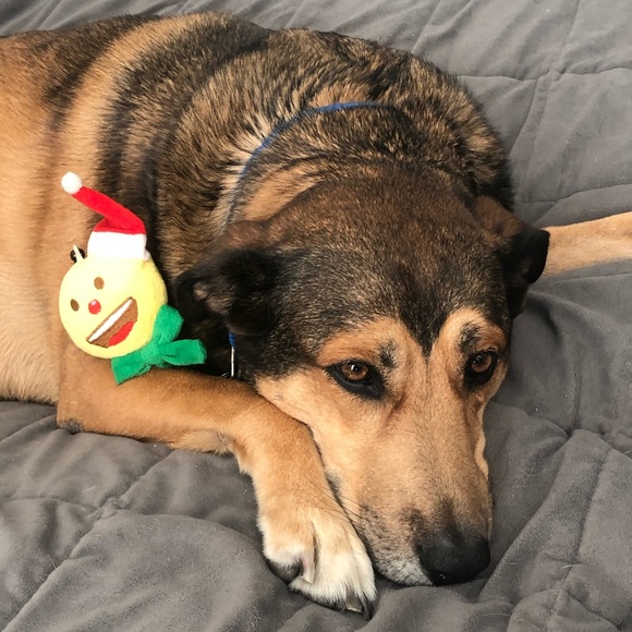 Meet your Posher, Cynthia - Picture 2 of 2